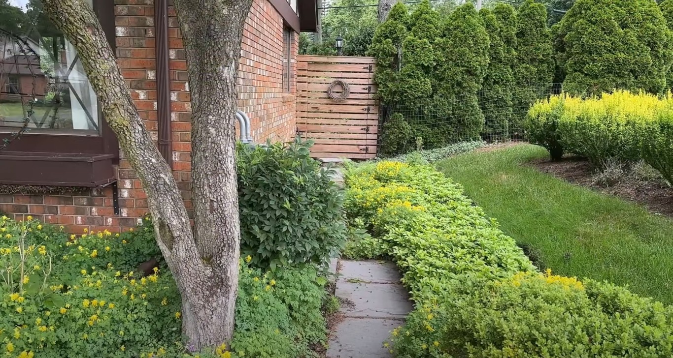 Healthy shrubs and trees along landscaped garden pathway