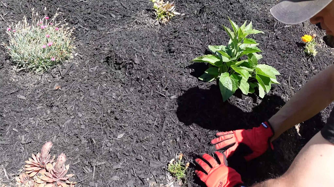 Fresh mulch application in garden bed maintenance